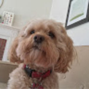 Meet your Posher, Nora